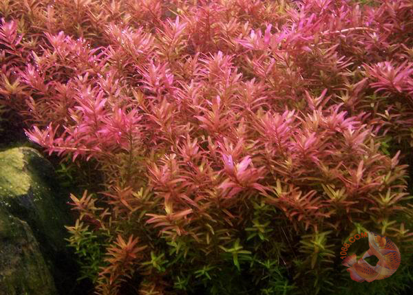 Rotala sp. ”Colorata” thuộc họ Lythraceae